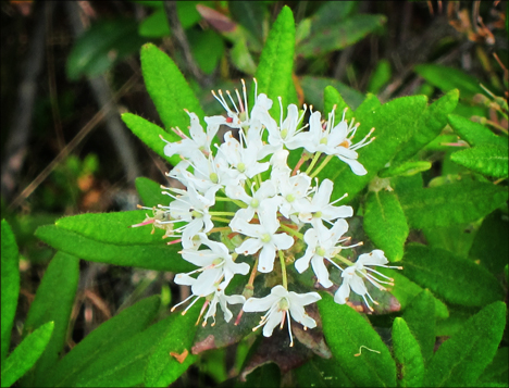 Adirondack Wildflowers:  Labrador Tea on Barnum Bog at the Paul Smiths VIC